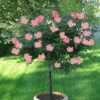 Rainbow Knock Out® Rose Tree -Geen Shop RAINBOW KNOCKOUT RISE TREE 250 THUMBNAIL