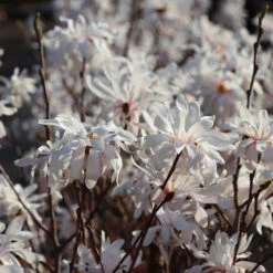 Royal Star Magnolia Tree -Geen Shop ROyal Star Magnolia 5 BB