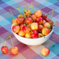 Rainier Cherry Tree -Geen Shop Rainier Cherry Tree 2 BB