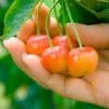 Rainier Cherry Tree -Geen Shop Rainier Cherry Tree BB 600x600 050bb6ca 8c7a 4a92 aa3a 9cc5b6b74a47