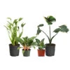 Rare House Plant Kit 2 Rare House Plant Kit -Geen Shop Rare House Plant 600x600 00c29596 ae2f 4685 b958 da4f6b6a6596