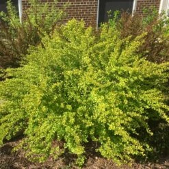 Raspberry Lemonade™ Ninebark 9 Raspberry Lemonade™ Ninebark -Geen Shop Raspberry Lemonade 1