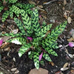 Rattlesnake Plant -Geen Shop Rattlesnake 3 BB