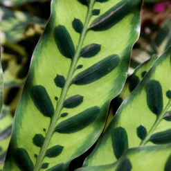 Rattlesnake Plant -Geen Shop Rattlesnake 7
