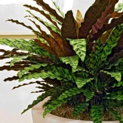 Rattlesnake Plant -Geen Shop Rattlesnake 8