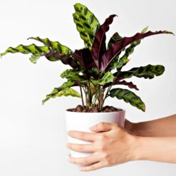 Rattlesnake Plant -Geen Shop Rattlesnake 9