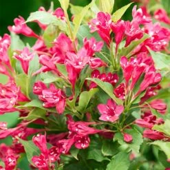 Red Prince Weigela Tree -Geen Shop Red Prince Wegeila 3 BB