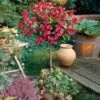 Red Prince Weigela Tree -Geen Shop Red Prince Wegeila FGT 600x600 b25636bb 3219 46c4 8f77 52e859c86c25