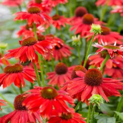 Sombrero® Salsa Red Coneflower -Geen Shop Red Salsa Coneflower 1 bb