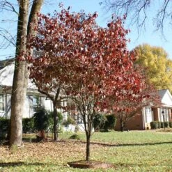 Red Dogwood Tree 9 Red Dogwood Tree -Geen Shop Red Dogwood 4