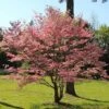Red Dogwood Tree 1 Red Dogwood Tree -Geen Shop Red Dogwood BB 600x600 80e8e6d2 be3f 4572 aa96 105e8a097434