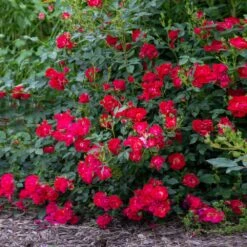 Red Drift® Rose -Geen Shop Red Drift Rose 2 BB