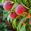 Red Haven Peach Tree