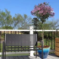 Red Pixie Lilac Tree -Geen Shop Red Pixie Lilac Tree 5