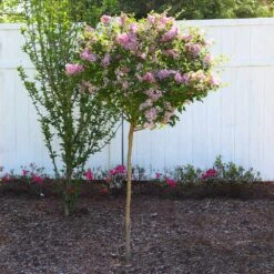 Red Pixie Lilac Tree -Geen Shop Red Pixie Lilac Tree 6 BB