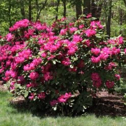 Red Rhododendron Shrub -Geen Shop Red Rhododendron 2 BB