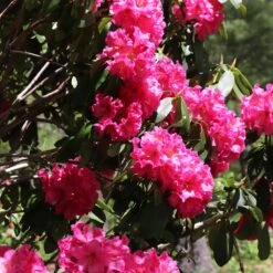 Red Rhododendron Shrub -Geen Shop Red Rhododendron 5 BB