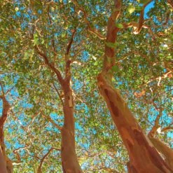 Red Rocket Crape Myrtle Tree -Geen Shop Red Rocket Crape Myrtle