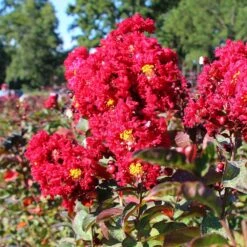 Red Rocket Crape Myrtle Tree -Geen Shop Red Rocket Crape Myrtle 2 BB