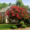 Red Rocket Crape Myrtle Tree -Geen Shop Red Rocket Crape Myrtle BB 600x600 a2933d5d ac30 4540 ab7a d3b1b5cb67b7