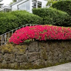 Red Ruffles Azalea Shrub 8 Red Ruffles Azalea Shrub -Geen Shop Red Ruffles Azalea 7