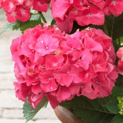 Red Sensation Hydrangea Shrub 7 Red Sensation Hydrangea Shrub -Geen Shop Red Sensation Hydrangea 1 BB