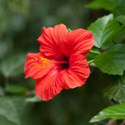 Red Tropical Hibiscus Tree 12 Red Tropical Hibiscus Tree -Geen Shop Red Tropical Hibiscus Tree 2 BB