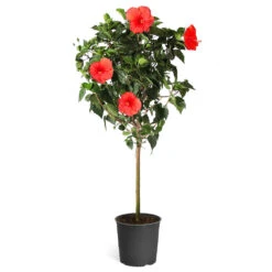 Red Tropical Hibiscus Tree 13 Red Tropical Hibiscus Tree -Geen Shop Red Tropical Hibiscus Tree 5