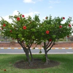 Red Tropical Hibiscus Tree 11 Red Tropical Hibiscus Tree -Geen Shop Red Tropical Hibiscus Tree 6 BB