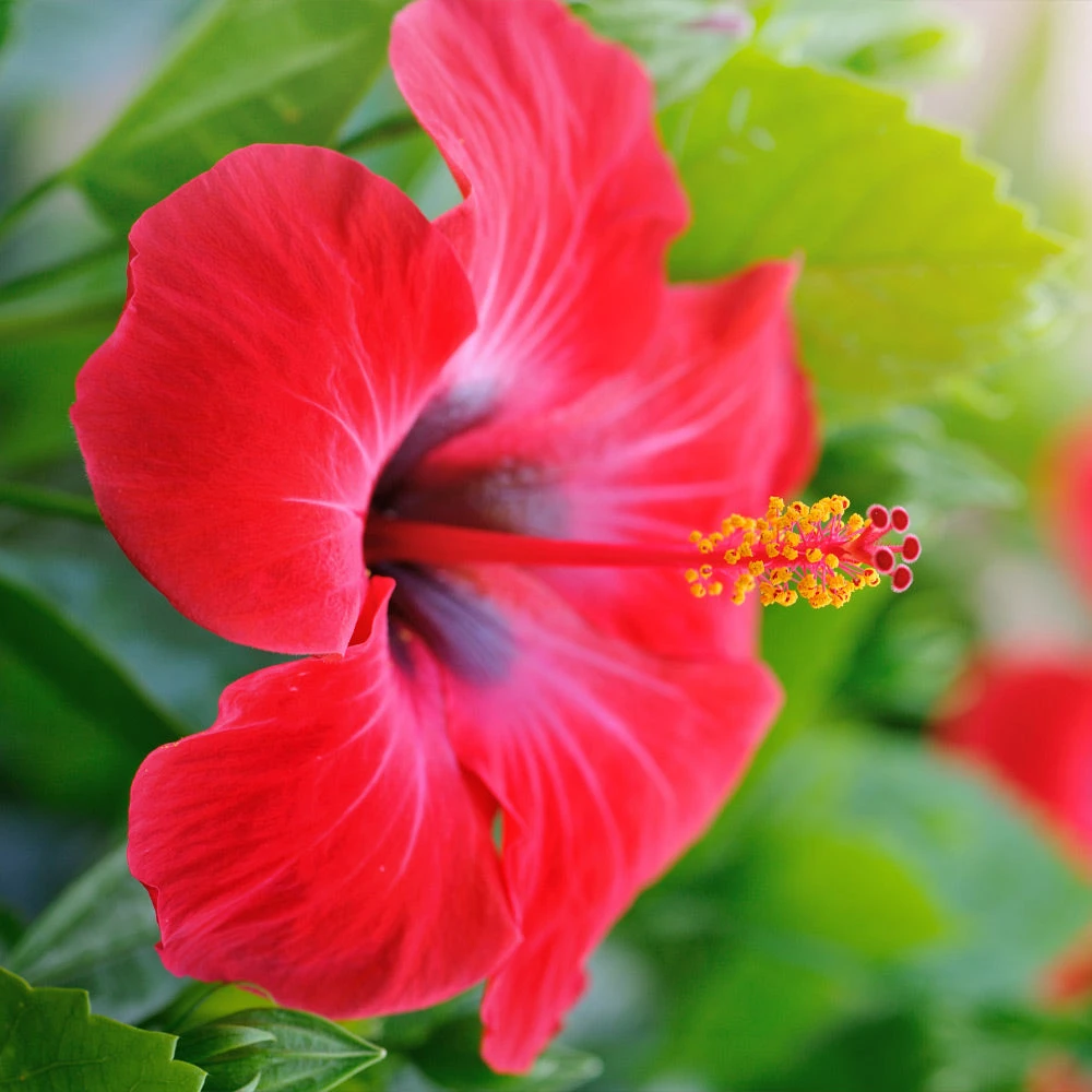 Red Tropical Hibiscus Tree 5 Red Tropical Hibiscus Tree - Image 3