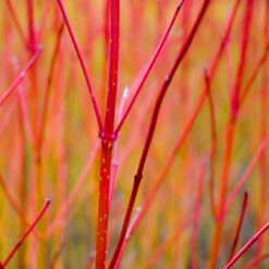 Red Twig Dogwood Shrub 12 Red Twig Dogwood Shrub -Geen Shop Red Twig Dogwood 1 BB