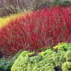 Red Twig Dogwood Shrub 11 Red Twig Dogwood Shrub -Geen Shop Red Twig Dogwood 4