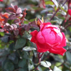 Double Knock Out® Rose 13 Double Knock Out® Rose -Geen Shop Red knockout rose 2