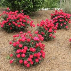 Double Knock Out® Rose 11 Double Knock Out® Rose -Geen Shop Red knockout rose 4