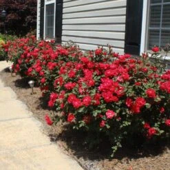 Double Knock Out® Rose 12 Double Knock Out® Rose -Geen Shop Red knockout rose 8 BB