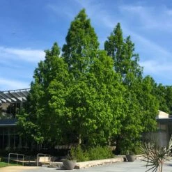 Dawn Redwood Tree -Geen Shop Redwood 2 BB