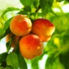 Reliance Peach Tree -Geen Shop Reliance Peach Tree BB 600x600 b060507c f93f 48af 849c cfe54de0a1e8
