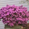 PJM Rhododendron Shrub -Geen Shop Reop PJM Rhododendron 220