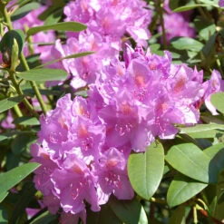 Lavender Rhododendron Shrub 8 Lavender Rhododendron Shrub -Geen Shop Rhododendron Lavender 2 BB