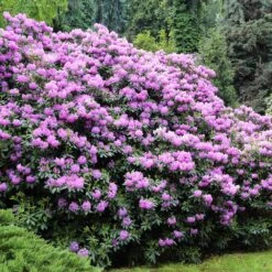 Lavender Rhododendron Shrub 9 Lavender Rhododendron Shrub -Geen Shop Rhododendron Lavender 3 BB