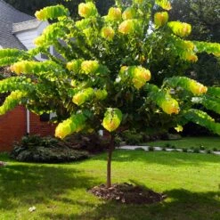 The Rising Sun™ Redbud Tree 12 The Rising Sun™ Redbud Tree -Geen Shop Rising Sun Redbud 1