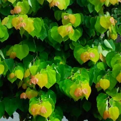 The Rising Sun™ Redbud Tree 10 The Rising Sun™ Redbud Tree -Geen Shop Rising Sun Redbud 4