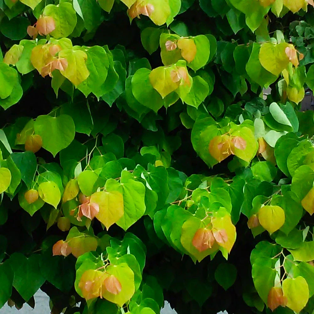 The Rising Sun™ Redbud Tree 5 The Rising Sun™ Redbud Tree - Image 3