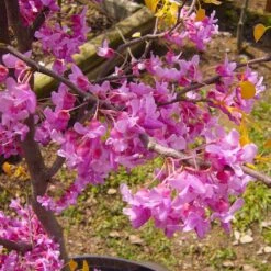 The Rising Sun™ Redbud Tree 11 The Rising Sun™ Redbud Tree -Geen Shop Rising Sun Redbud 6