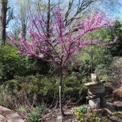 The Rising Sun™ Redbud Tree 13 The Rising Sun™ Redbud Tree -Geen Shop Rising Sun Redbud 7 BB