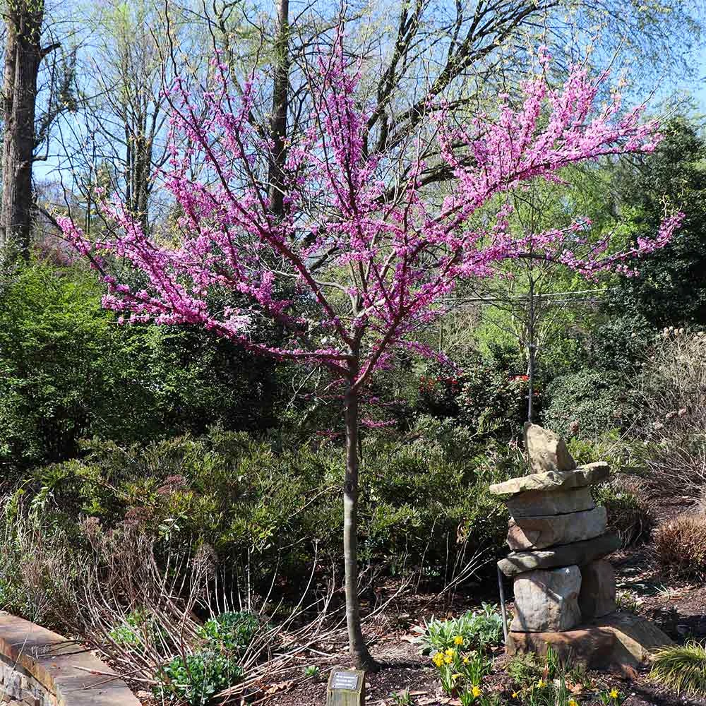 The Rising Sun™ Redbud Tree 8 The Rising Sun™ Redbud Tree - Image 6