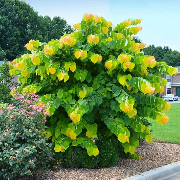 The Rising Sun™ Redbud Tree 3 The Rising Sun™ Redbud Tree