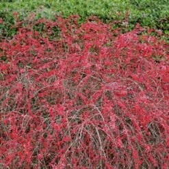 Rose Glow Barberry Shrub 10 Rose Glow Barberry Shrub -Geen Shop Rose GLow Barberry 2