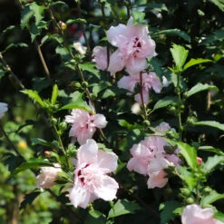 Pink Rose Of Sharon Althea Tree -Geen Shop Rose of Sharon Althea 3 FGT 8d252538 5241 48ed 90fd 01dd8b9e9cc6