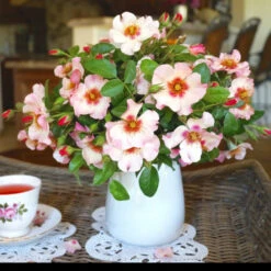 Raspberry Kiss™ Rose Tree -Geen Shop Rosemarry Kiss Rose tree 1